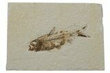 Fossil Fish (Knightia) - Green River Formation #237244-1